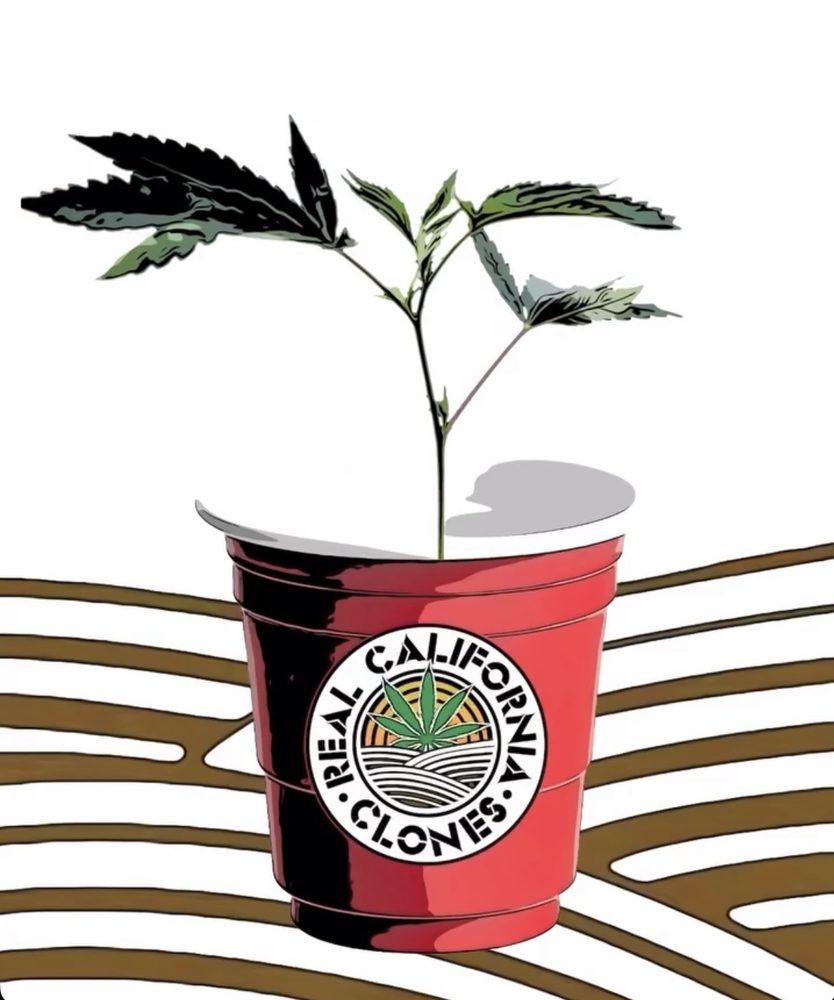 Illustration of a rooted cannabis clone growing out of a branded red cup with a humidity dome lid tilted off.